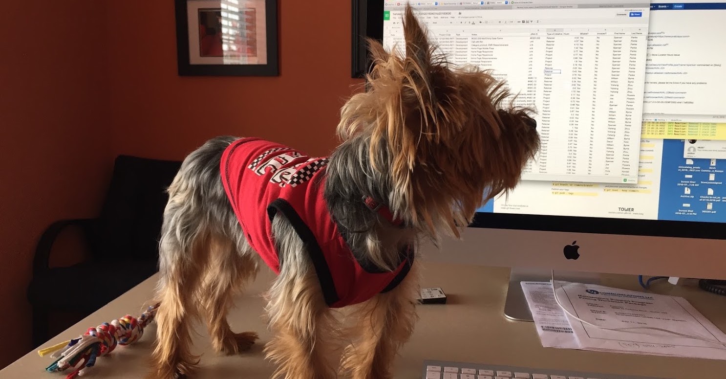 Moka - Office Dog